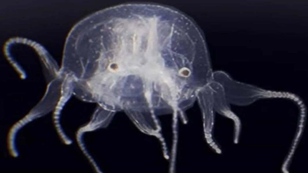 24 gözü var, şeffaf ve renksiz gövdeli! Bilim insanları bile şaşkın, ne kadar tehlikeli olduğu bilinmiyor 9